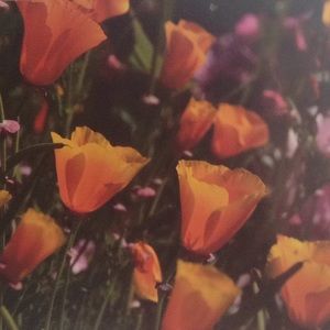 Meet your Posher, Sylvia